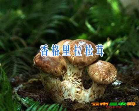 云南哪里松茸菌买 松茸收价600