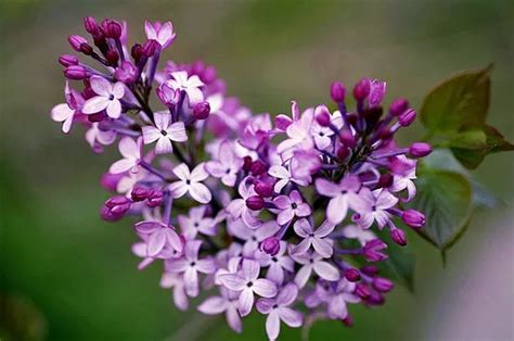 丁香花的特点