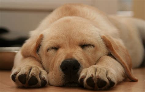 动物如何睡觉为什么,动物们是如何睡眠的