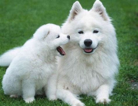 田园小白犬多少钱一只,中华田园犬白色幼犬多少钱一只