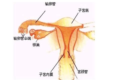 输卵管堵塞的症状有哪些