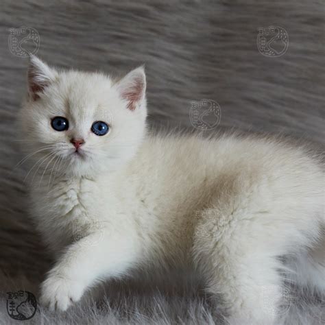 八个月英短猫多少钱一只,英短猫多少钱一只短毛