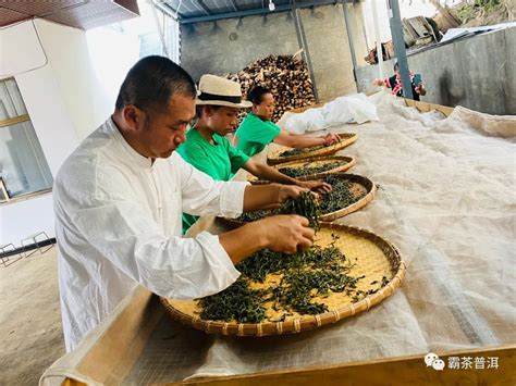 茶叶 怎么 闷透结合,绿茶制作工艺过程