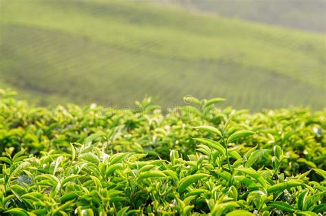 韩国自然乐园绿茶系列怎么样,《没有工作的一年》唐蕊才是顶级绿茶