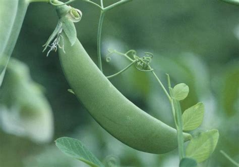 哺乳期妇女豌豆稀饭可以吃吗