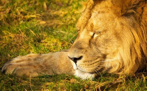 沉睡的狮子是什么意思?有什么象征意义?