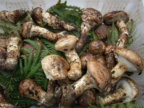 松茸菌保质期是多少,今年的松茸菌多少一斤