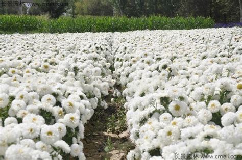 翠菊种子 怎么种，一亩地要多少