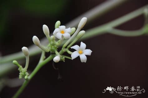 这是什么花？