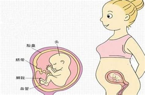 孕期1到40周胎儿发育全过程