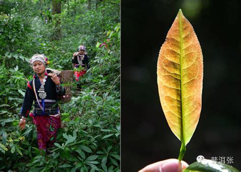 你了解什么是老挝古树茶吗,老挝红茶怎么样