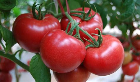 放红的番茄有毒吗?