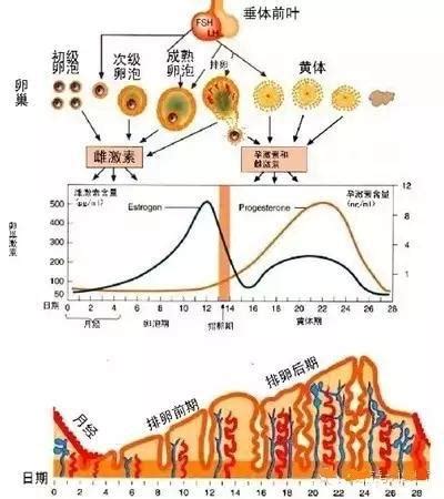 子宫前置是什么意思呢