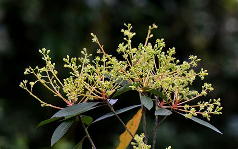 这是什么花?缅桂花还是滇润楠的花?