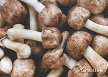巴西蘑菇栽培技术要点,姬松茸的栽培技术视频