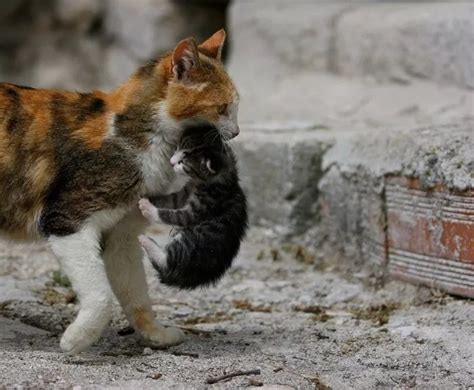 为什么猫咪好奇心太重,猫咪为什么好奇心重