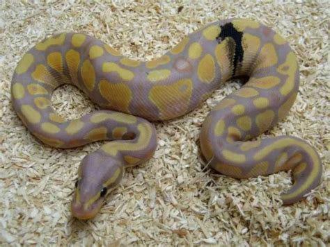 世界最贵的蟒蛇,球蟒蜕皮多少度
