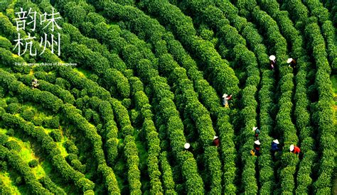 西湖龙井茶十大著名品牌,龙冠龙井茶多少钱一斤