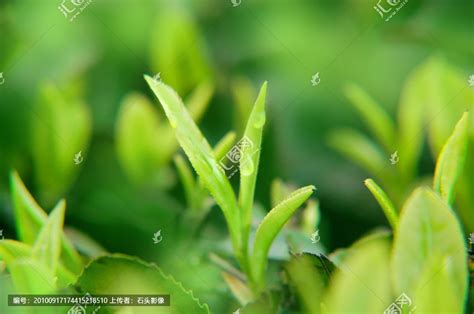 茶芽是什么意思,让春季的茶芽肥硕