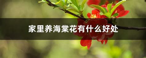 什么和花泡茶睡眠有好处,用什么泡茶喝有助于睡眠