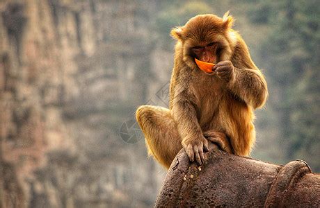 猴子最喜欢吃什么?