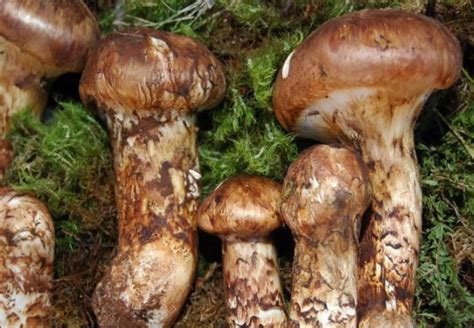 松茸 松树蘑,[松乳菇批发]松乳菇