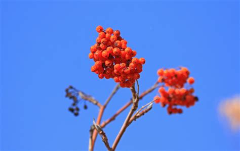 花揪树的寓义是什么