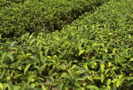 废茶叶怎么做花肥,茶叶适合什么土壤