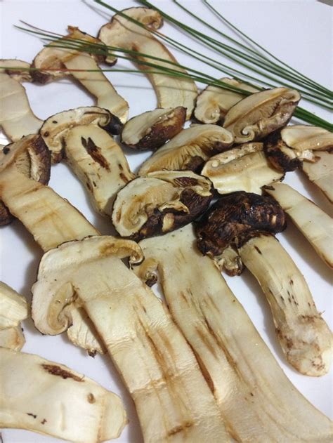 牛油煎松茸菌烩澳洲牛柳,松茸创意西式吃法