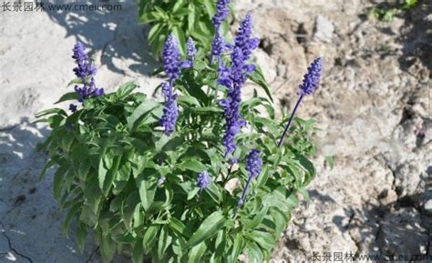 蓝花鼠尾草适合北方种植吗