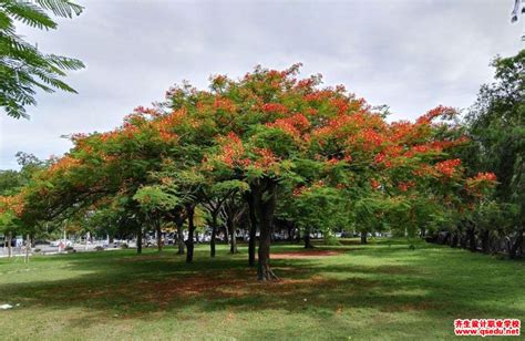 怎样才能种活凤仙花?