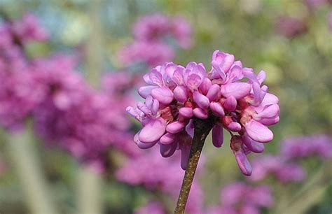 紫荆花开在什么季节