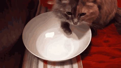 高贵的猫是用爪子喝水的,猫 爪子喝水 为什么