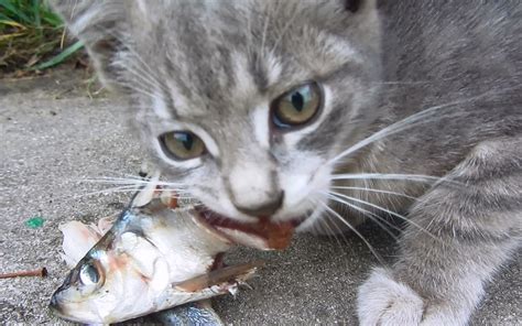 怎么给猫吃小鱼,英短猫咪只吃小鱼干怎么办