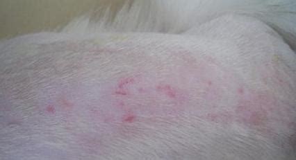 湿疹是什么症状及图片,狗狗得了湿疹症状是什么样的
