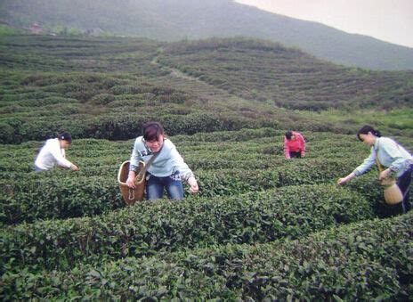 岩茶的山场是什么意思,茶叶山场是什么意思