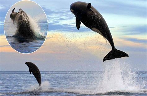 虎鲸为什么是海豚科,虎鲸和大白鲨谁才是海洋霸主