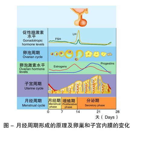 女性月经原理是什么