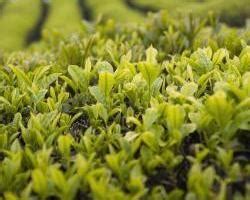 红古茶树是什么茶,五百年茶树是什么茶