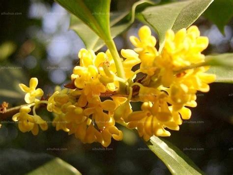 月光桂花-植物作文500字【共计6篇】