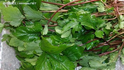 这种是什么植物,有什么功效?这种植物汕头那边叫珍珠花菜