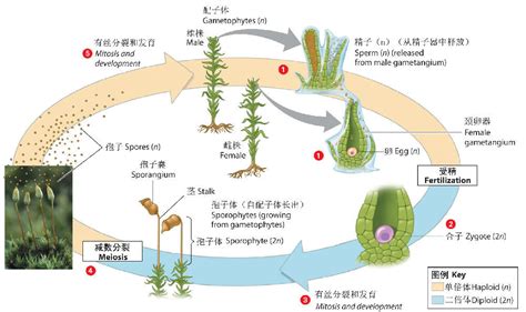 什么是裸子植物、被子植物