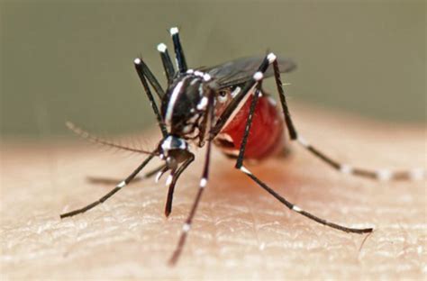 蚊子 人类 哪个早,没有那么多的人类血源