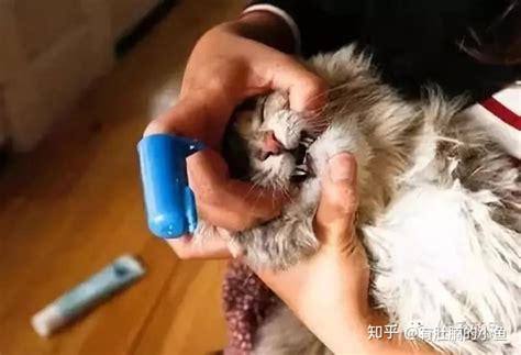 猫口腔炎怎么治疗,猫咪牙床怎么办