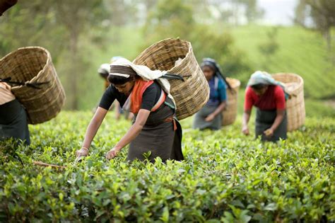 中国茶叶最初兴于什么地区,茶叶位于什么地区