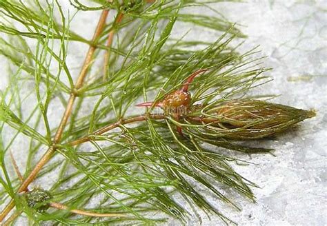 金鱼藻是什么植物
