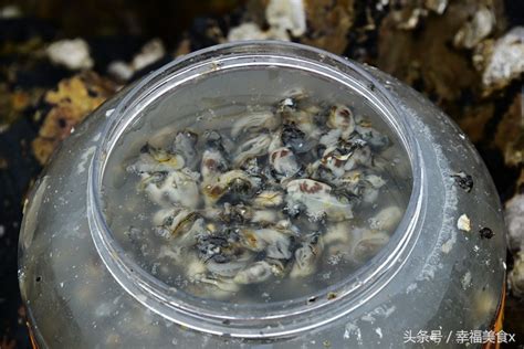 山东红岛海蛎子肥了,海蛎子肉汆蛋怎么做