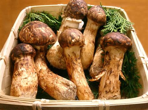 生吃松茸菇有什么好處,剛采的新鮮松茸蘑菇