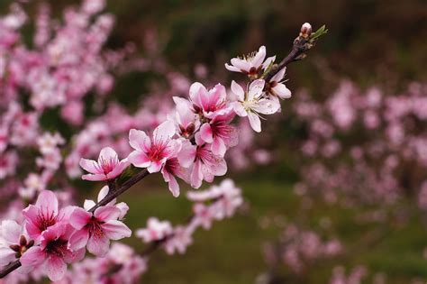 桃花的资料和图片