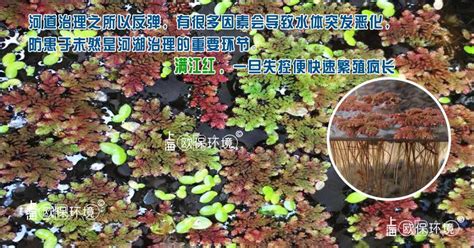 “满江红”属于无种子植物中的哪一类?